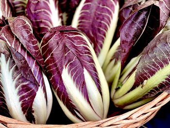 Basket of whole red radicchio heads of  leafy vegetables