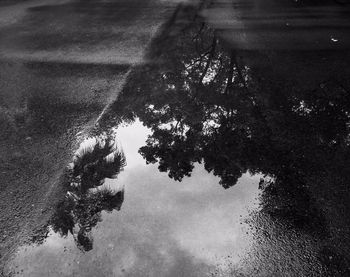 Reflection of trees in water