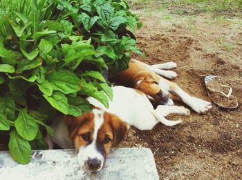 High angle view of a dog