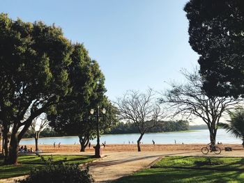 Trees on beach against clear sky