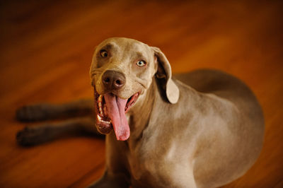 Close-up high angle portrait of a dog