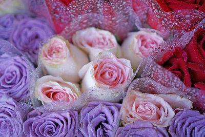 Full frame shot of pink roses