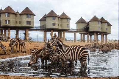 Panoramic view of zebras and buildings against sky