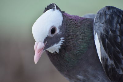 Close-up of a bird