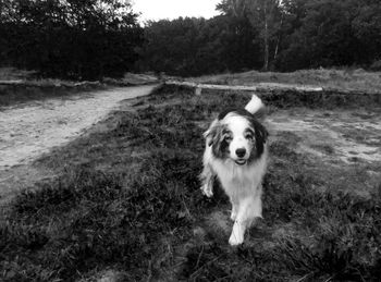 Portrait of dog on grass