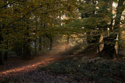 Road amidst trees in forest during autumn