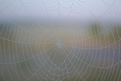 Close-up of spider web against blurred background