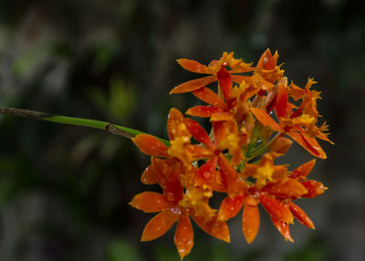 Close-up of orange flowering plant