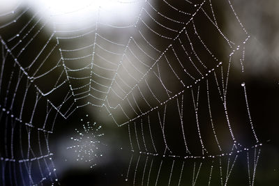 Full frame shot wet spider web outdoors