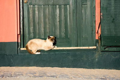 Cat sleeping against closed door