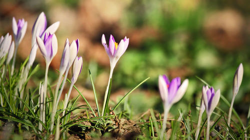 Close-up of purple crocus blooming outdoors