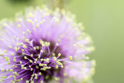 Close-up of purple flower