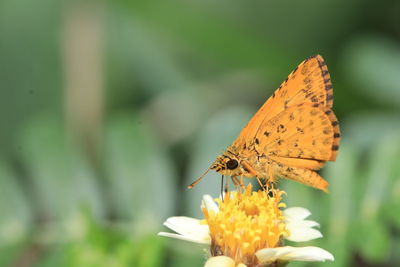 Close-up of butterfly pollinating on flower