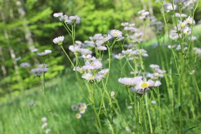 Close-up of white flowering plant on field