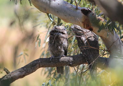 Low angle view of tawny frogmouths perching on branch