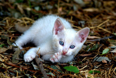 Portrait of white kitten relaxing on field