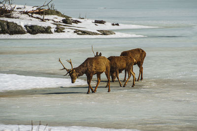 Deer on frozen lake