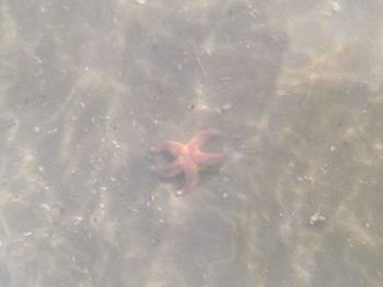 High angle view of fish swimming in water