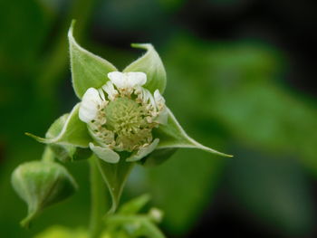 Close-up of white flowering plant