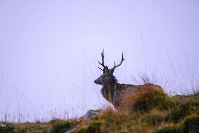 Deer on field against clear sky