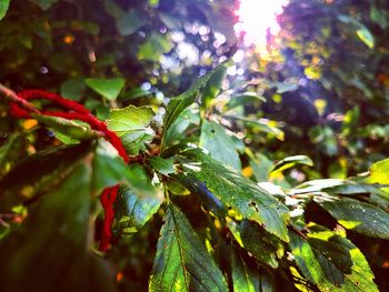 Low angle view of leaves on tree