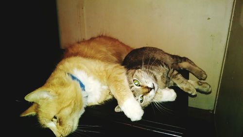 Cat sleeping on couch