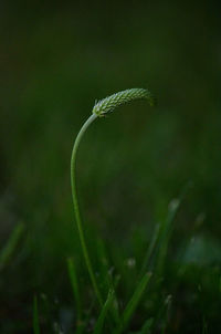 Close-up of green plant on field