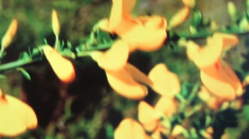 Close-up of plant