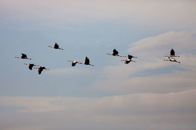 Low angle view of birds flying in sky