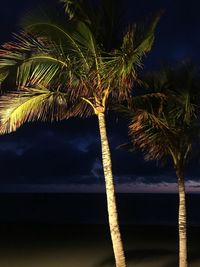 Low angle view of palm tree against sky at night