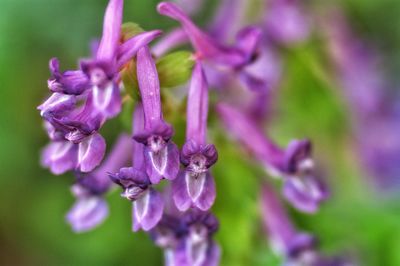 Close-up of purple flowers