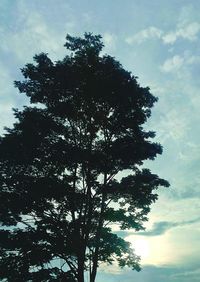 Low angle view of trees against sky