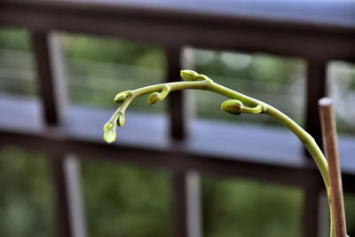 Close-up of plant growing outdoors