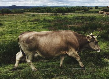 Cow standing on field