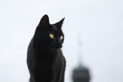 Close-up of cat against white background