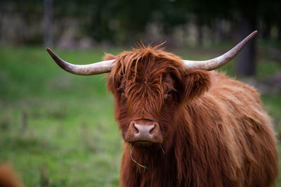 Close-up of a horse on field