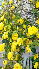 Close-up of yellow flowering plant