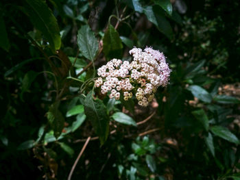 Close-up of flowers blooming outdoors