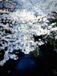 Close up of flowers in water