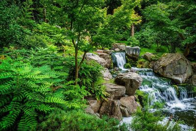 Scenic view of waterfall in forest