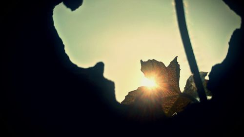 Low angle view of sun shining through silhouette tree