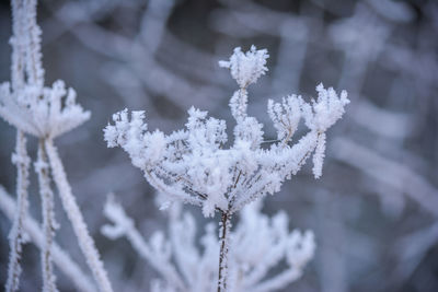 Close-up of frozen plant