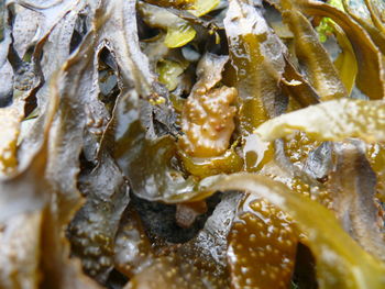 Full frame shot of seaweed