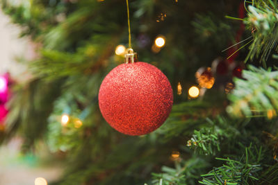 Close-up of christmas tree