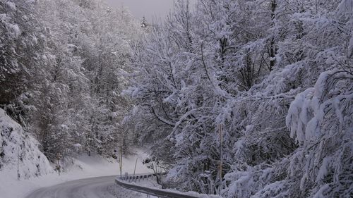 Road amidst trees