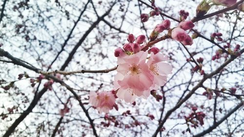 Low angle view of cherry blossom tree