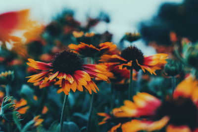 Close-up of flowers blooming outdoors