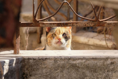 Close-up portrait of a stray cat