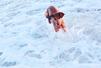 High angle view of dog running in water