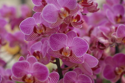 Full frame of orchids